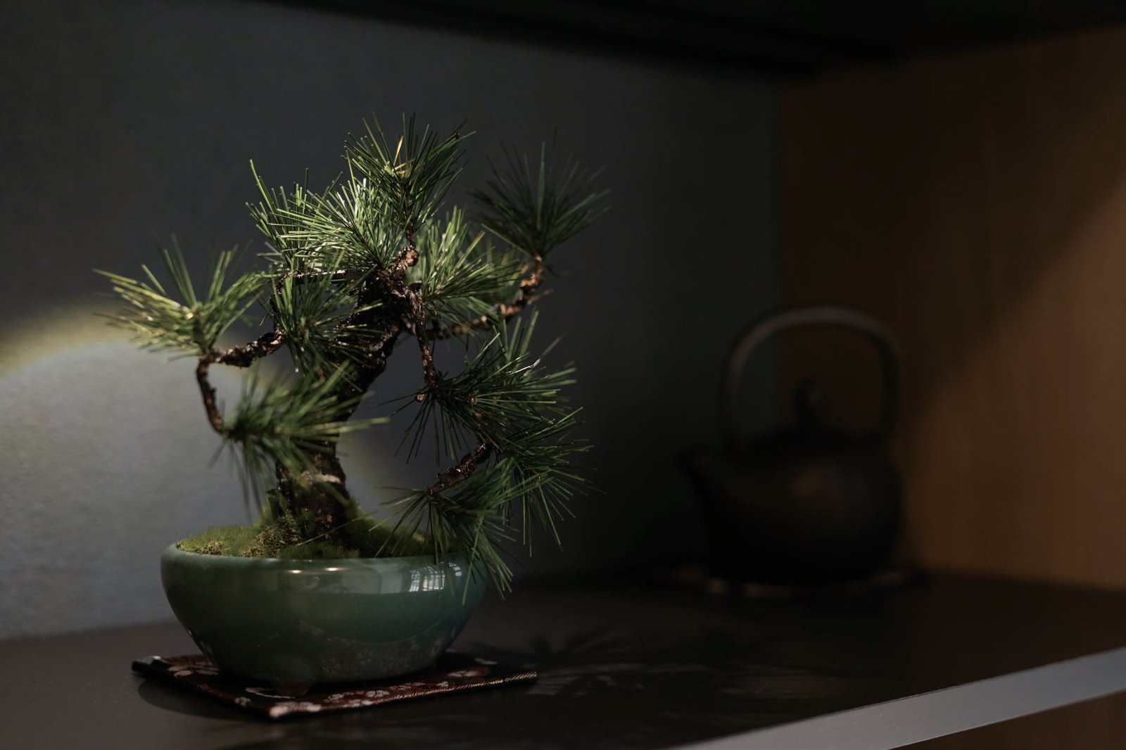 飾り棚の盆栽と鉄瓶
